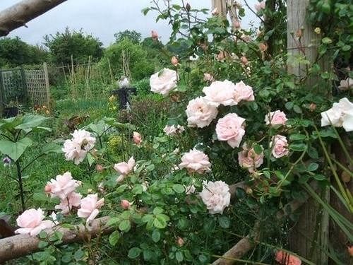 Cross Close House B&B Lostwithiel Buitenkant foto
